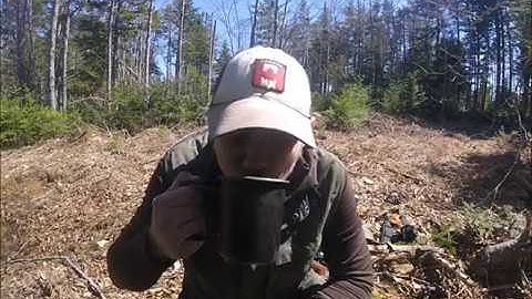 How to Tap a Birch Tree -  Tapping a Birch Tree for Sap