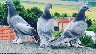 Masada Anlatılan Kuşlardan Esfane Bozdumanlı Dişi İyi Seyirler ( Coşkun Güvenir )
