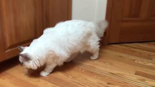Ragdoll Kitten - Котенок Рэгдолл открывает кухонный шкаф - Сама придумала как! Ragdoll Kitten - Котенок Рэгдолл открывает кухонный шкаф - Сама придумала как!