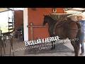Ensillar y Herrar: El método correcto para no lastimar a tu caballo - TvAgro por Juan Gonzalo Angel