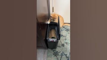 Upgrading my Office with the TrashAid Motion Trash Can