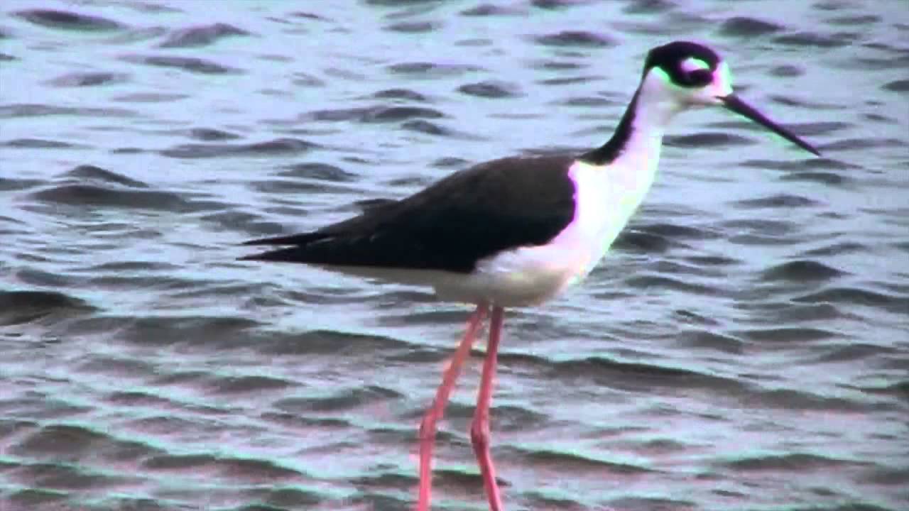 The Audubon Moment - The Black-necked Stilt