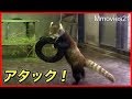 レッサーパンダのアン　タイヤと格闘　夢見ヶ崎動物公園レッサーパンダ家族