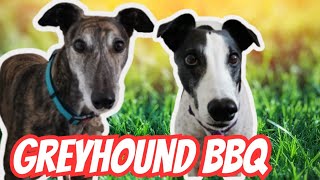 Snouts & Sausages: Greyhounds Take Over the BBQ