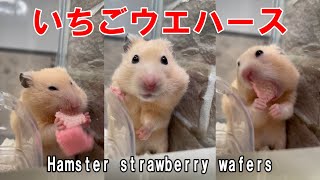 イチゴウエハース【キンクマハムスター】