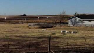 Harvesting And The Goats