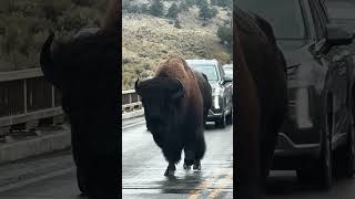Yellowstone Bison Brushes Jeep