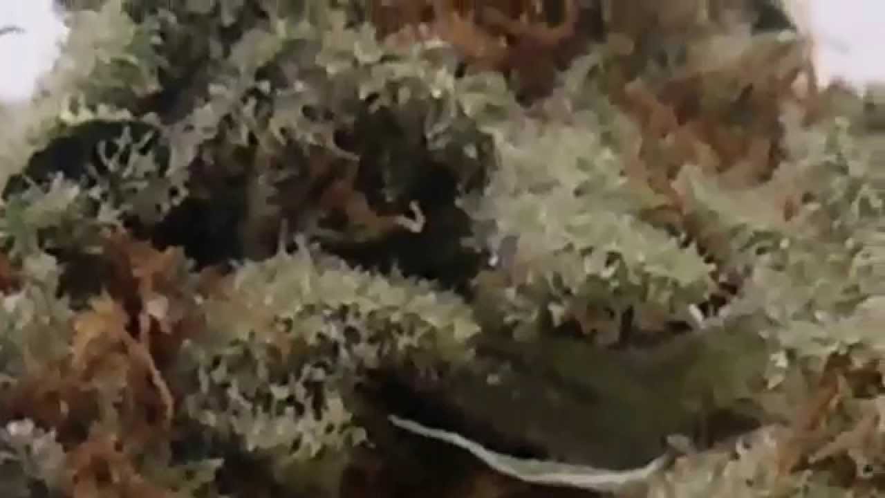 Phlunx. Reviews - Church OG nugporn