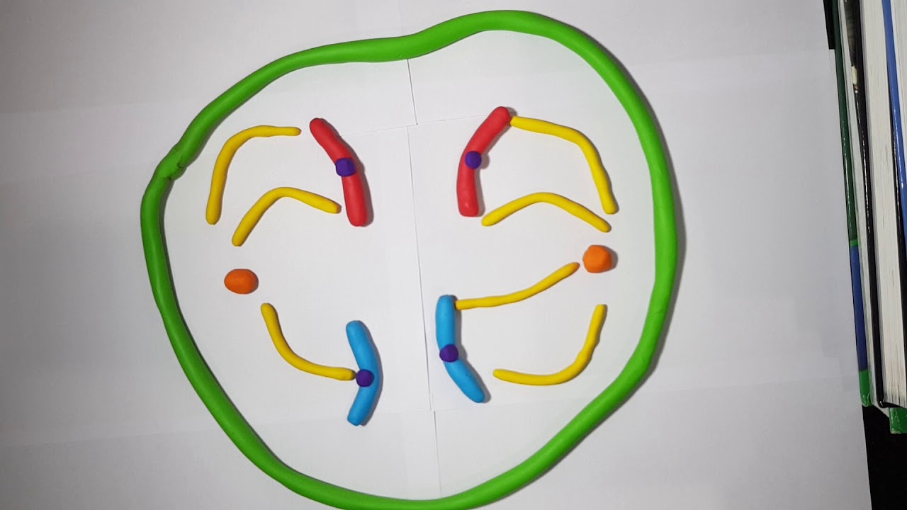 Cell Division in Stop Motion - YouTube
