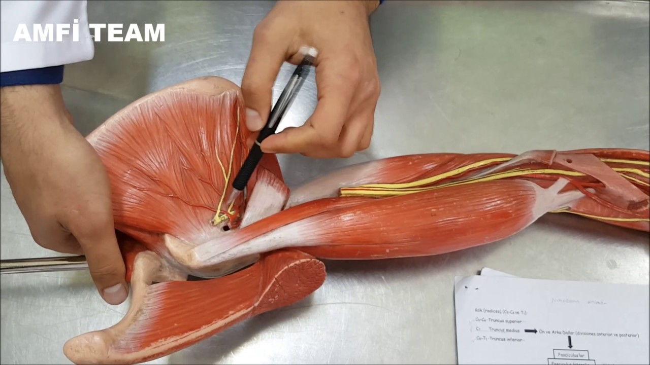 Plexus Cervicalis,  Brachialis, Lumbalis ve Sacralis Anatomisi