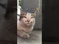 Fluffy + This Song Hits Different 🐱💔 | Cat Shorts #shorts