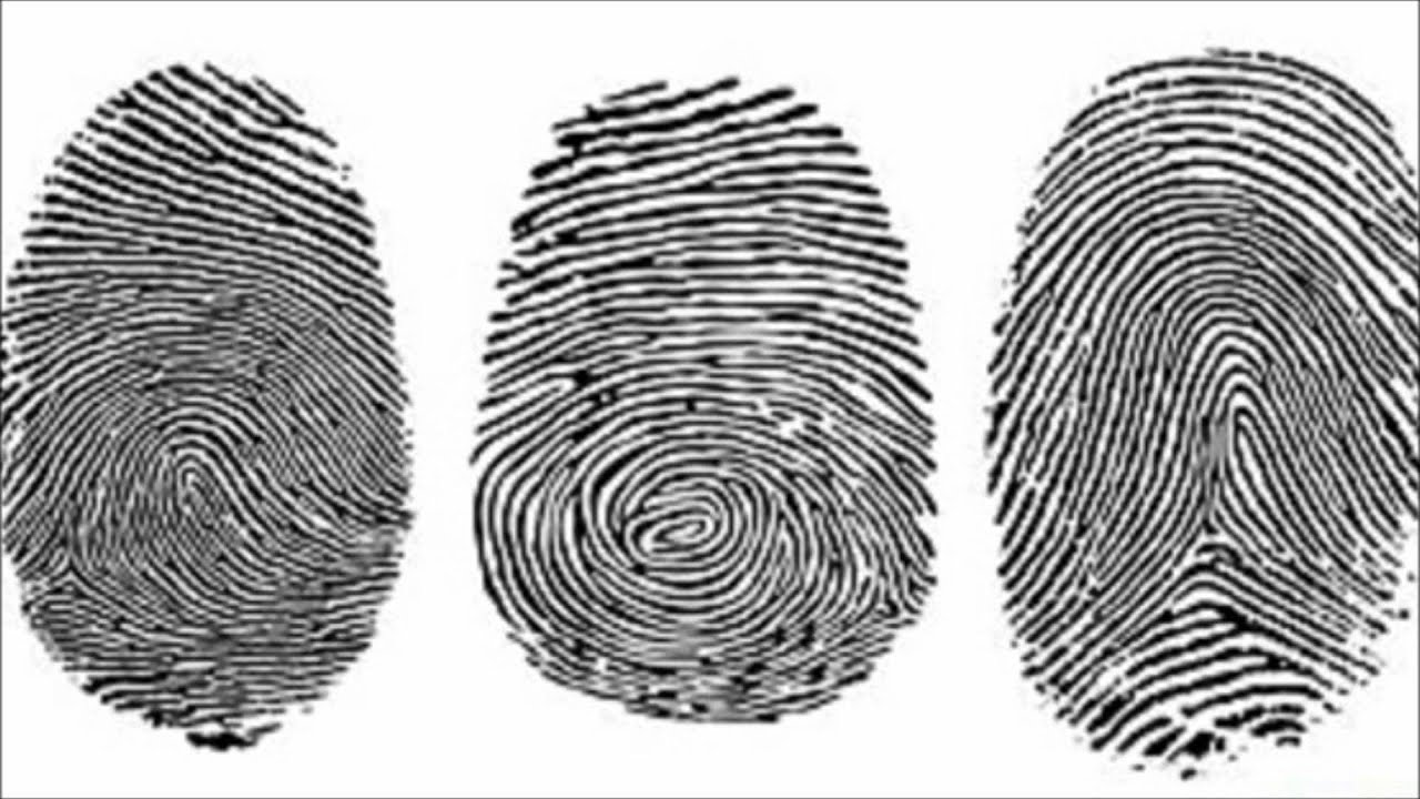 отпечатки пальцев дактилоскопия криминалистика. вильям гершель отпечатки пальцев. редкие отпечатки пальцев. отпечатки пальцев разных людей. отпечатки пальцев разных людей.