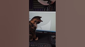 Thumbnail of Roxie Chasing a Mouse!
