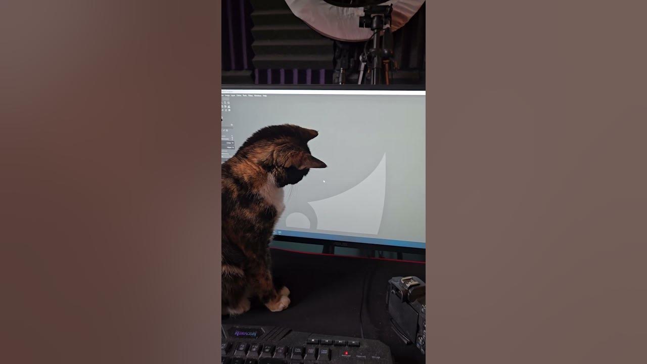 Roxie Chasing a Mouse!
