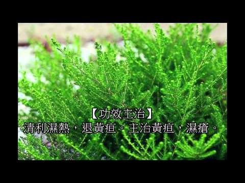 茵陳蒿