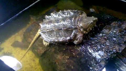 Alligator Snapping turtle set up