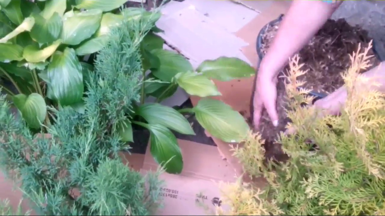 Прополка под картон - YouTube