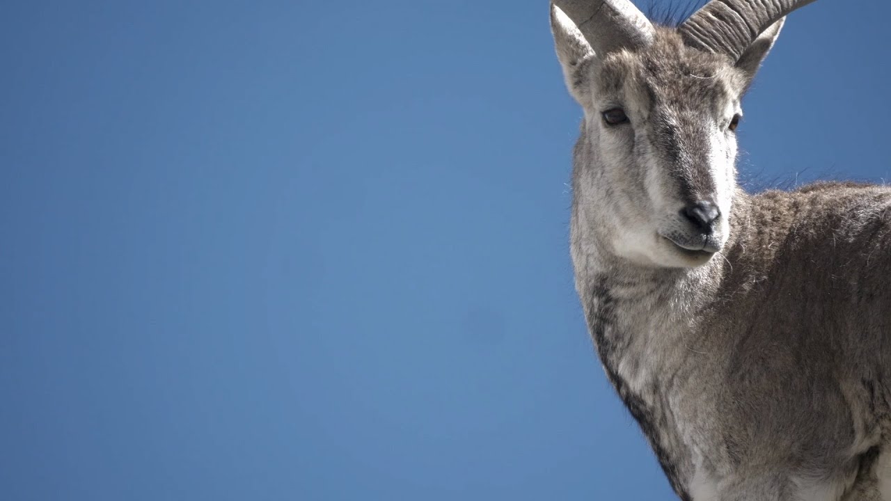 Adorable rare animals spotted at Mt. Qomolangma YouTube