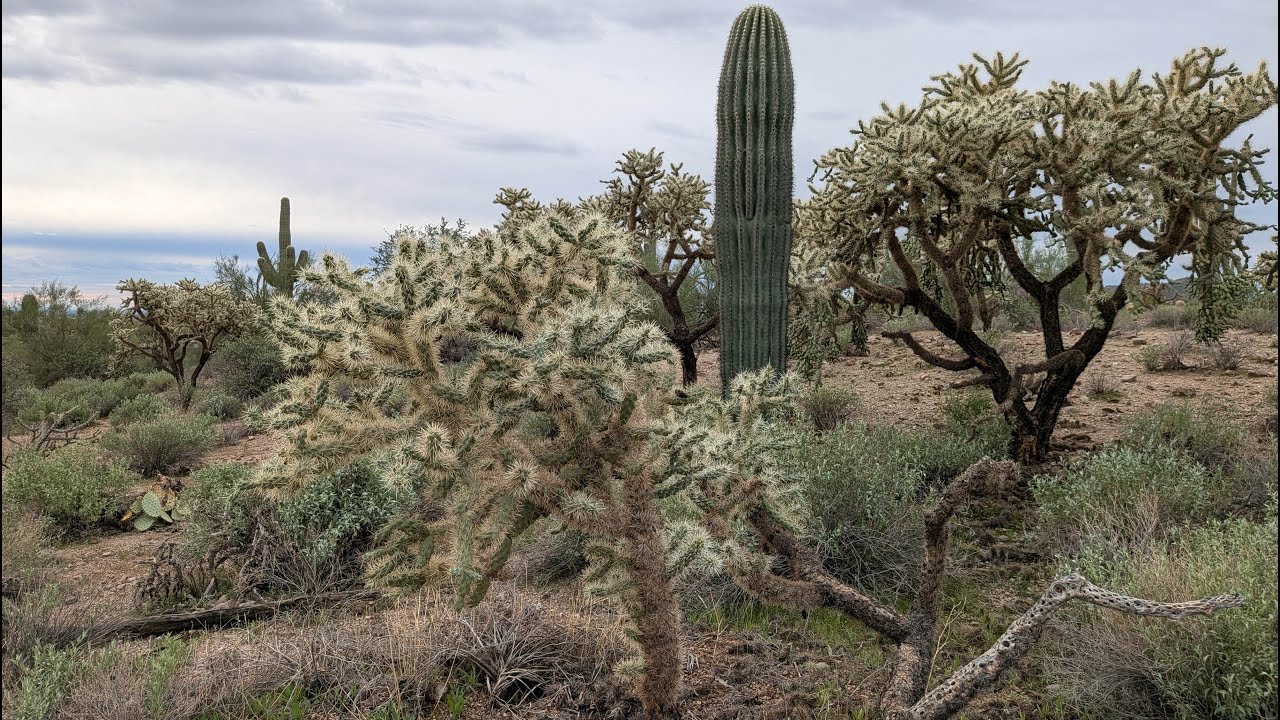 Cat Peaks loop at Usery Mountain Park, Phoenix Arizona November 2025