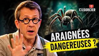 Les araignées sont dangereuses ? - C'est pas sorcier