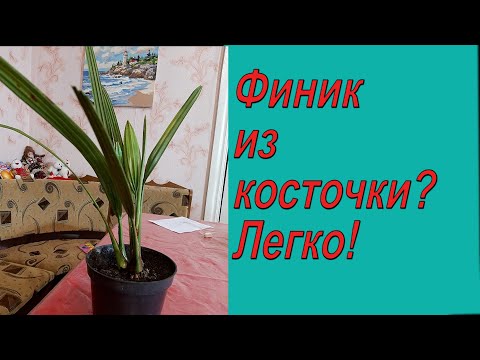 Финиковая пальма из семян за семь минут! Как вырастить пальму самому.!