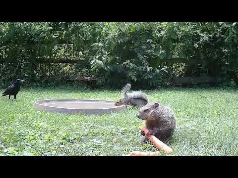 Squirrel dropkicks groundhog 😭😂