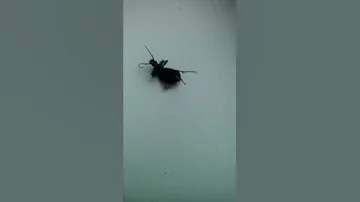 Жук рожает