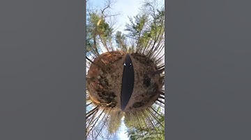 The Mic On The Insta360 X3 Is So Good