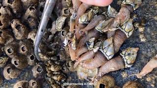 Barnacle ASMR - My daily work at sea (episode 275 )
