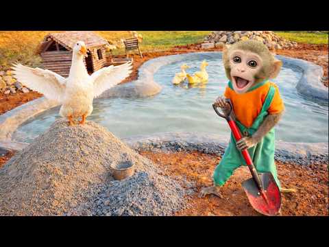 Bim Bim the monkey's new job at the farm: helping the ducks.