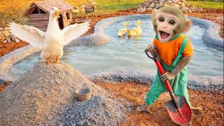 Bim Bim the monkey's new job at the farm: helping the ducks.
