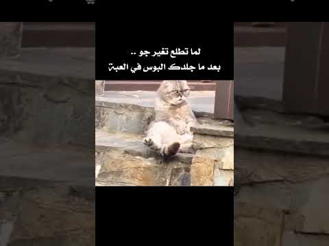 لا بد من تغيير الجو عشان ما تكسر شي في الغرفة وانت زعلان اكسبلور 5 ميمز ضحك 