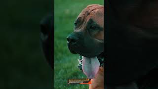 Boerboels Are Our Personal Security Team shorts boerboels protectiondog