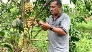 Panen Perdana Longkong (Duku Thailand tanpa biji) Rasa Manis dan Aroma wangi segar