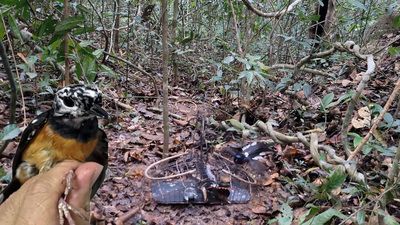 Chòe lửa KÉO THUỐC LÀO dây dài bắn AK. Bẫy chòe lửa hay nhất 2024