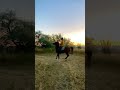 #arabianhorse #horseriding #horses #horsedance