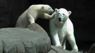 Malik the Polar Bear with her cubs Nuka and Qilaq, in the afternoon, at Aalborg Zoo, Denmark