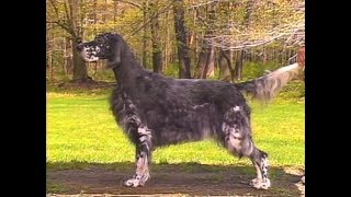 English Setter - Setter Inglés - イングリッシュ・セター - AKC Dog breed series