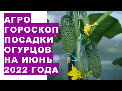 Агрогороскоп посадки огурцов в июне 2022 года