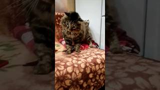 чуть было не было😸#кот #котики #cat #shortcats #shots #shortcatsvideos #shortvideo #котик