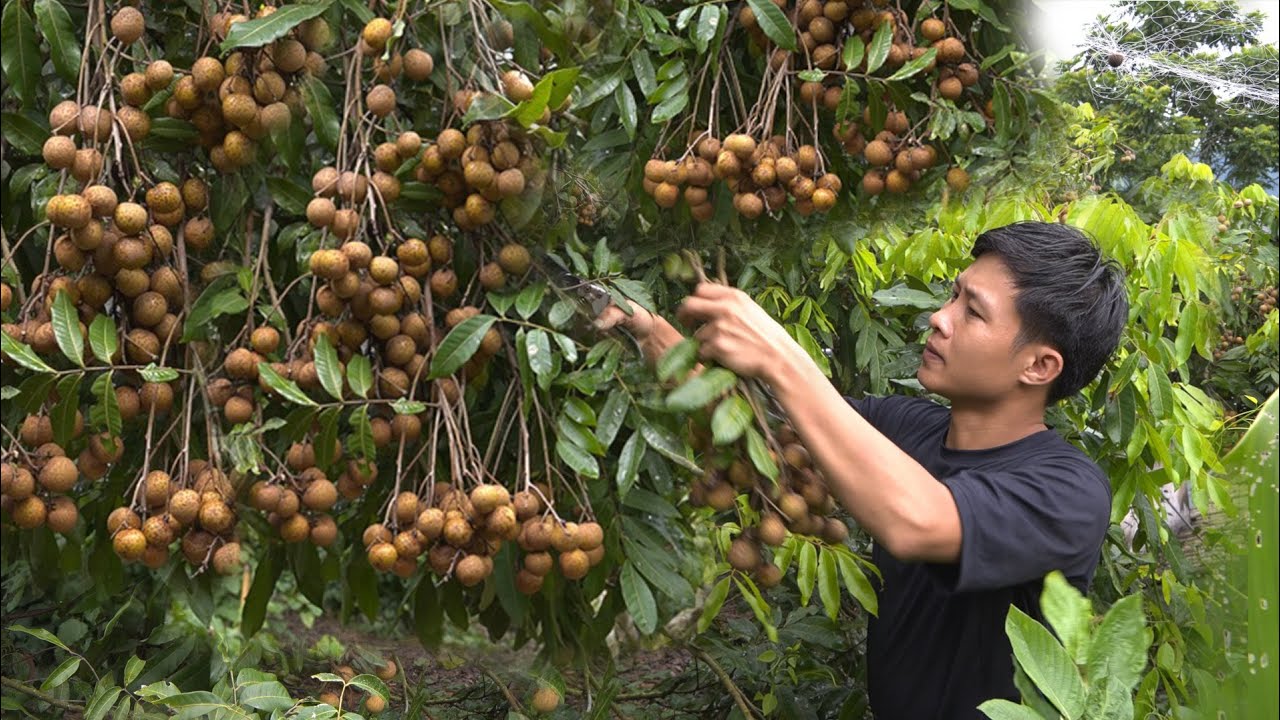 2 days harvest longan fruit to market sell, grow chayote,vegetables. 2 year living in forest