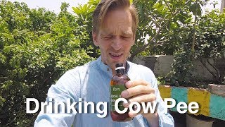 Drinking Cow Pee in India 🐮💦