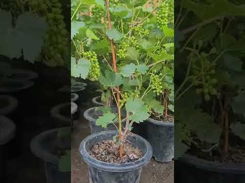 Video: Mga puno ng prutas para sa hardin: larawan, pagtatanim, pruning