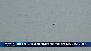 Μια φώκια στο λιμάνι της Μυτιλήνης