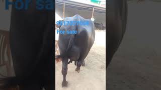 top Murrah Buffalo milk capacity 20l at ravinder dairy farm kalron Karnal haryana contact 9817057068