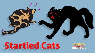 Startled Cats 😽🐈 | Compilation | Hold your laugh if you can | Diba pets