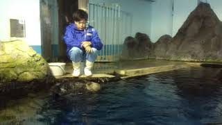 のとじま水族館のおばあちゃんラッコ「ラスカ」