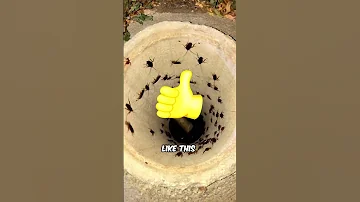 Do Not KILL COCKROACH 