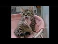 My way to relax: watching Tiger lick and clean her stinky little feet. 🐾