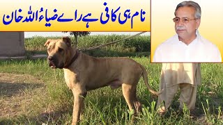 Pakistani Kaboter And Beautiful Pakistani Biggest Mistiff Dog